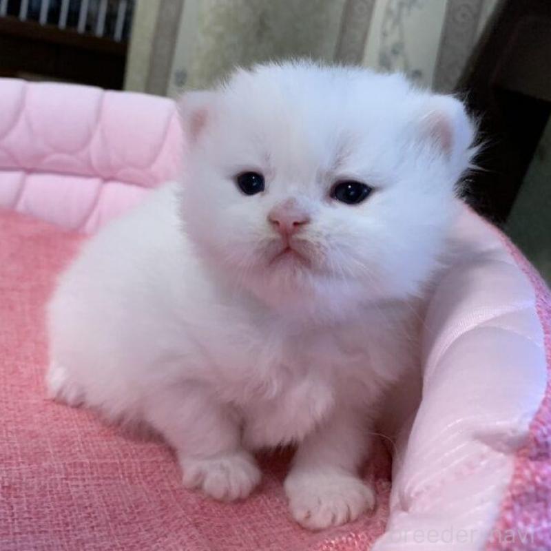 販売中の千葉県のミヌエット-139408の6枚目