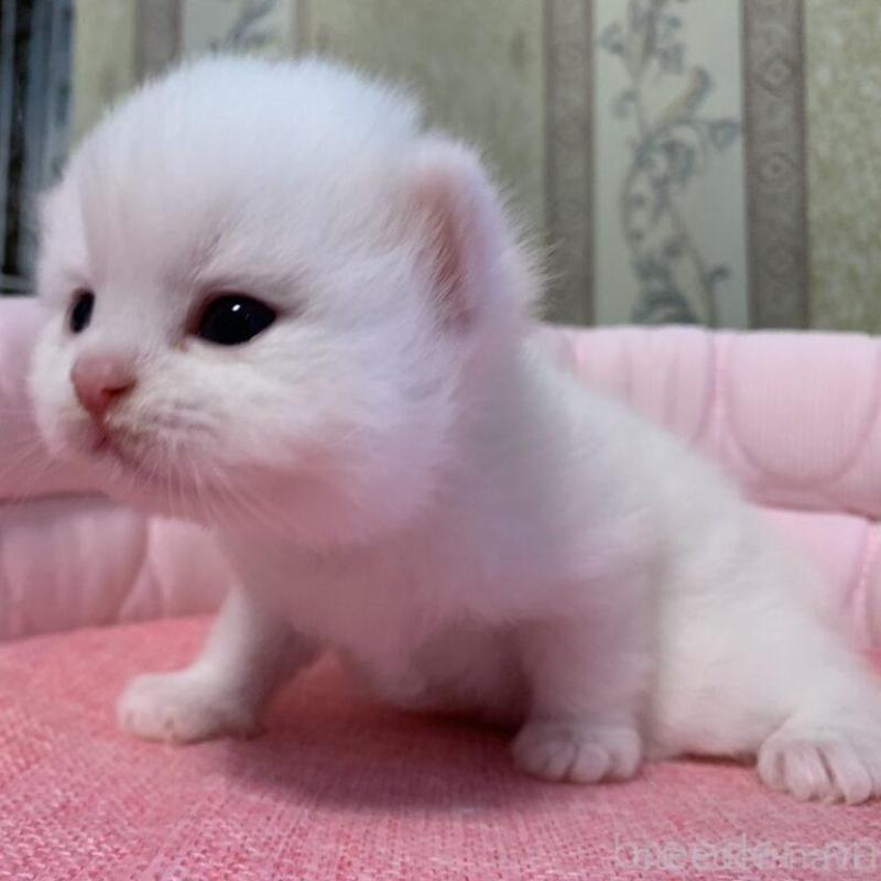 販売中の千葉県のミヌエット-139408の5枚目