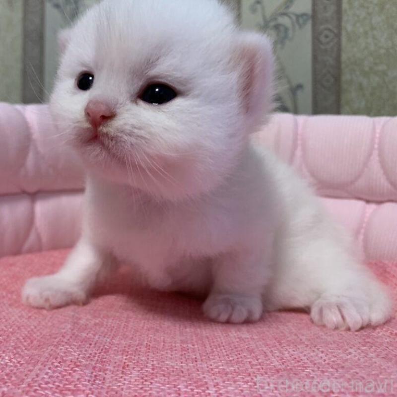 販売中の千葉県のミヌエット-139408の4枚目