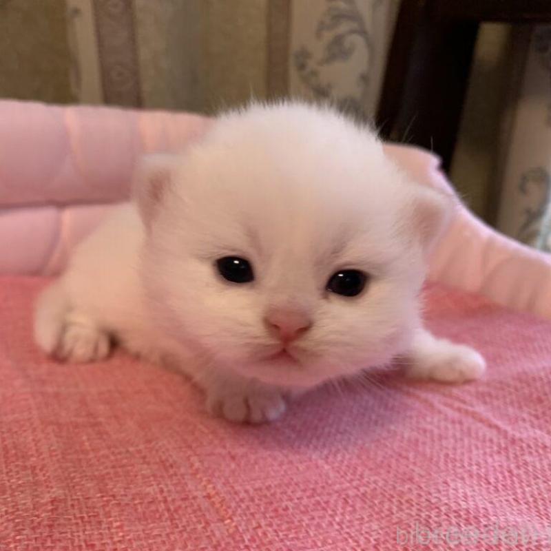 販売中の千葉県のミヌエット-139408の1枚目