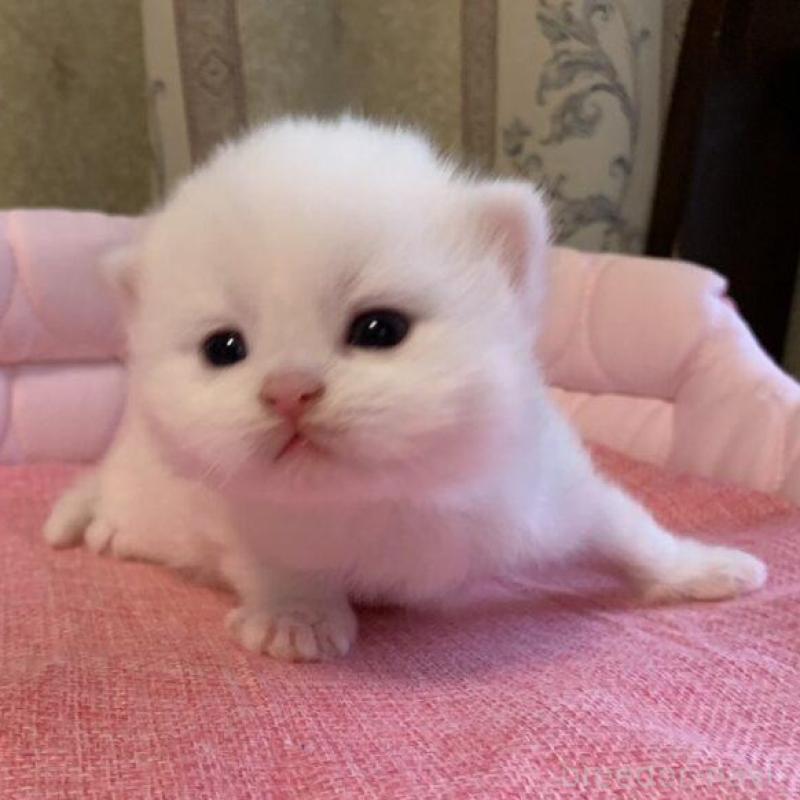 販売中の千葉県のミヌエット-139408の3枚目