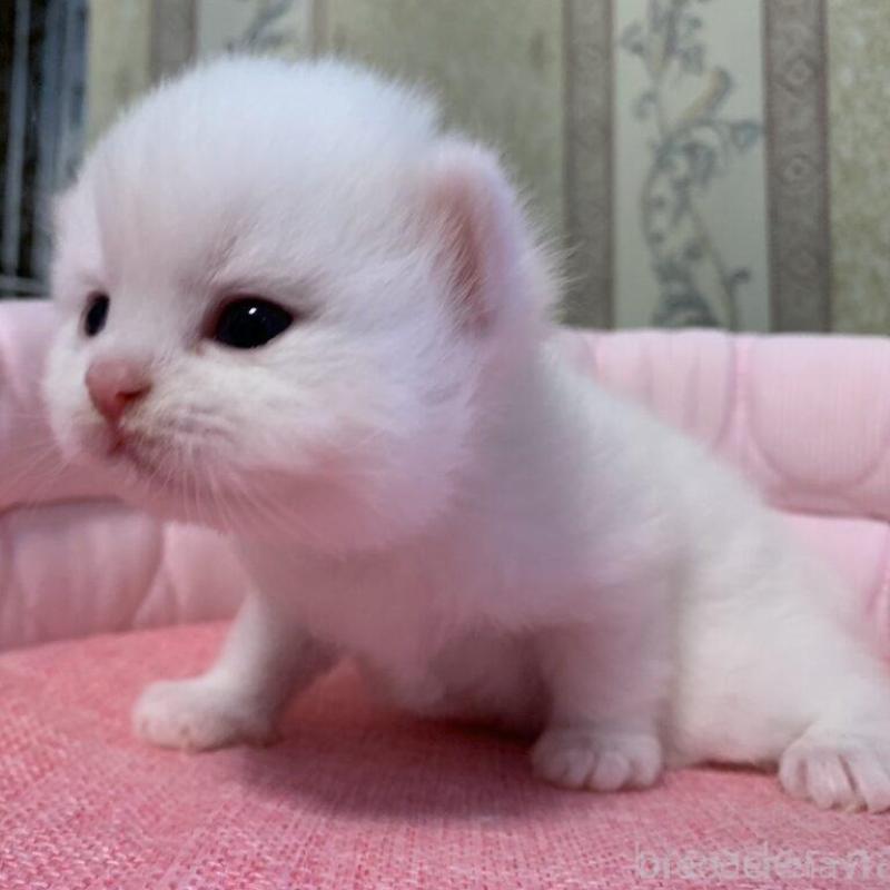 販売中の千葉県のミヌエット-139408の2枚目