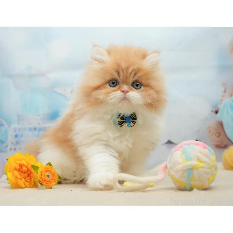 販売中の千葉県のエキゾチックショートヘア-139447