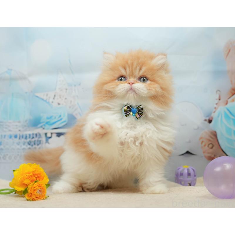 販売中の千葉県のエキゾチックショートヘア-139447の11枚目