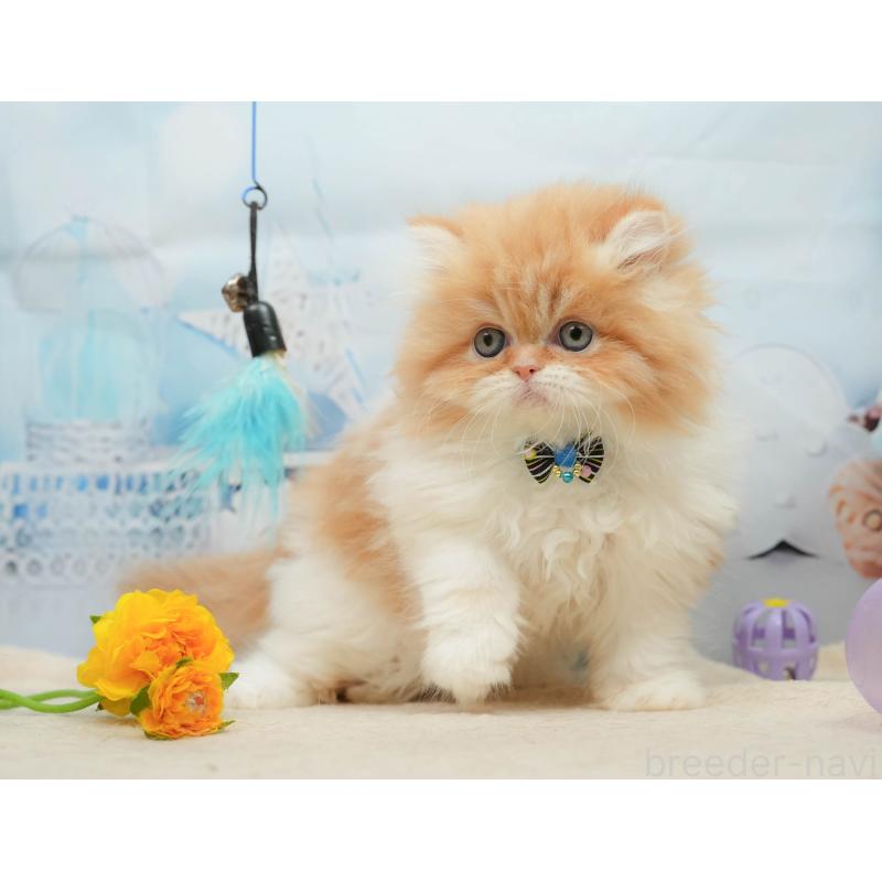 販売中の千葉県のエキゾチックショートヘア-139447の10枚目