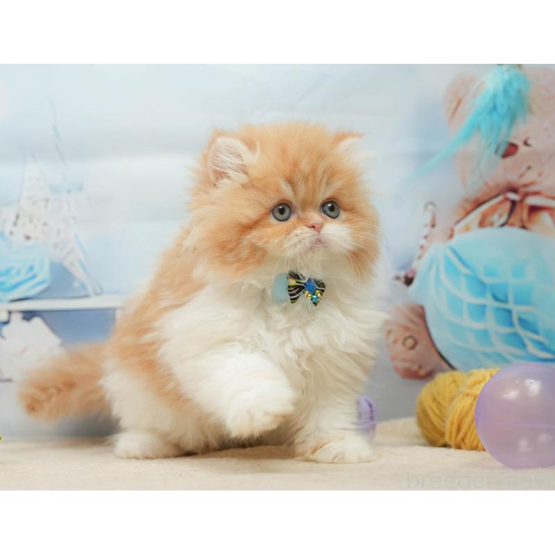 販売中の千葉県のエキゾチックショートヘア-139447の9枚目