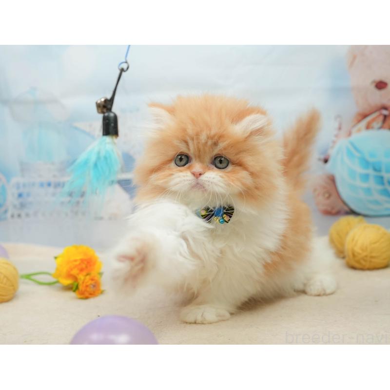 販売中の千葉県のエキゾチックショートヘア-139447の8枚目