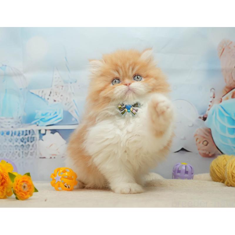 販売中の千葉県のエキゾチックショートヘア-139447の7枚目