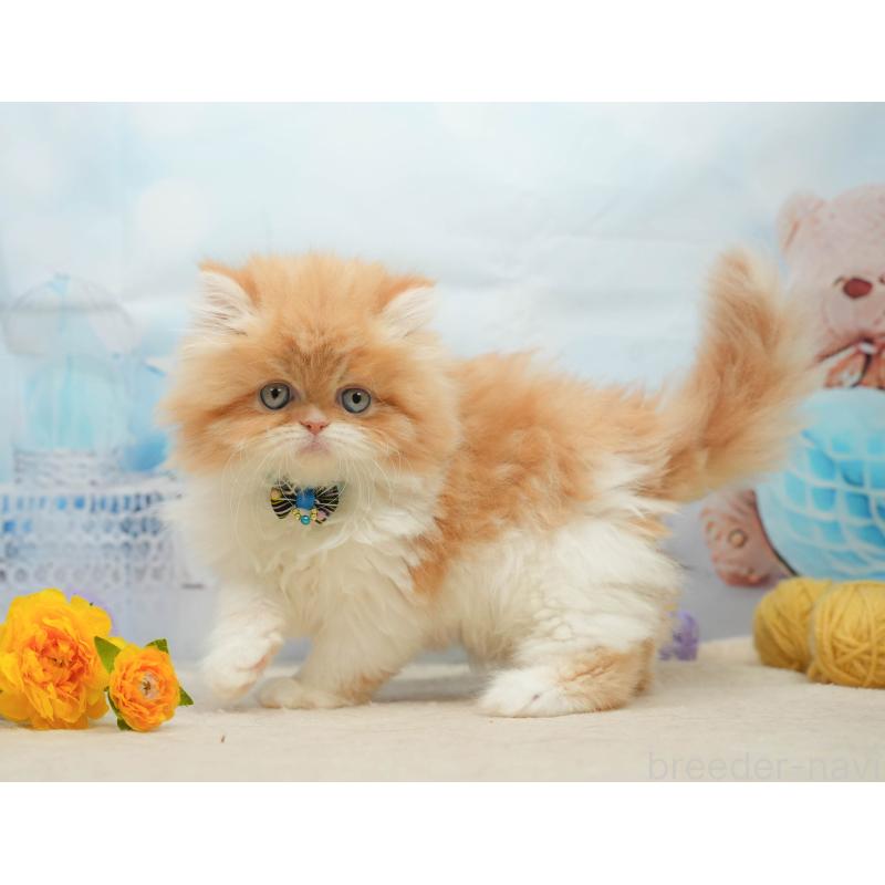 販売中の千葉県のエキゾチックショートヘア-139447の5枚目