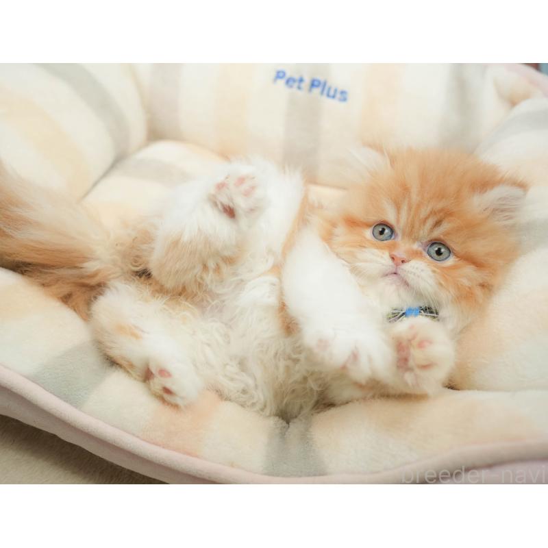 販売中の千葉県のエキゾチックショートヘア-139447の4枚目