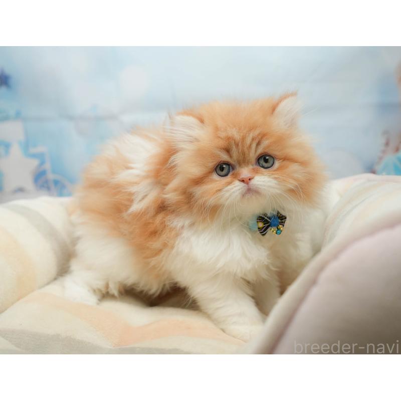 販売中の千葉県のエキゾチックショートヘア-139447の3枚目