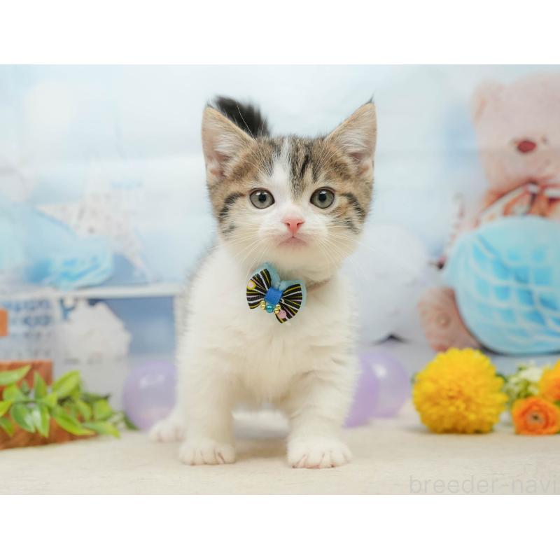 販売中の千葉県のマンチカン-139441の1枚目