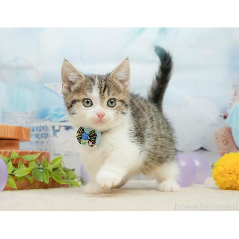 販売中の千葉県のマンチカン-139441の11枚目