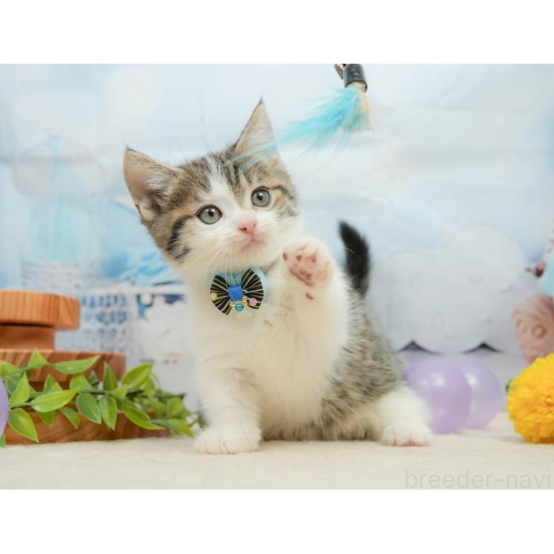 販売中の千葉県のマンチカン-139441の10枚目