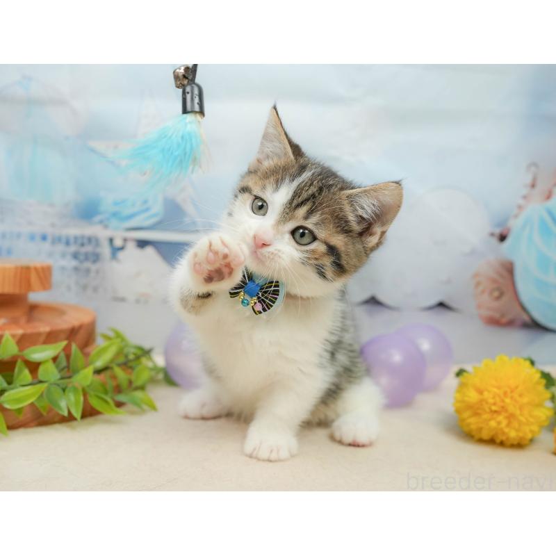 販売中の千葉県のマンチカン-139441の9枚目