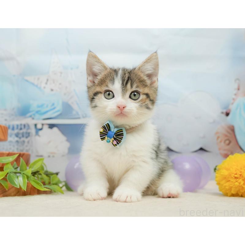 販売中の千葉県のマンチカン-139441の8枚目