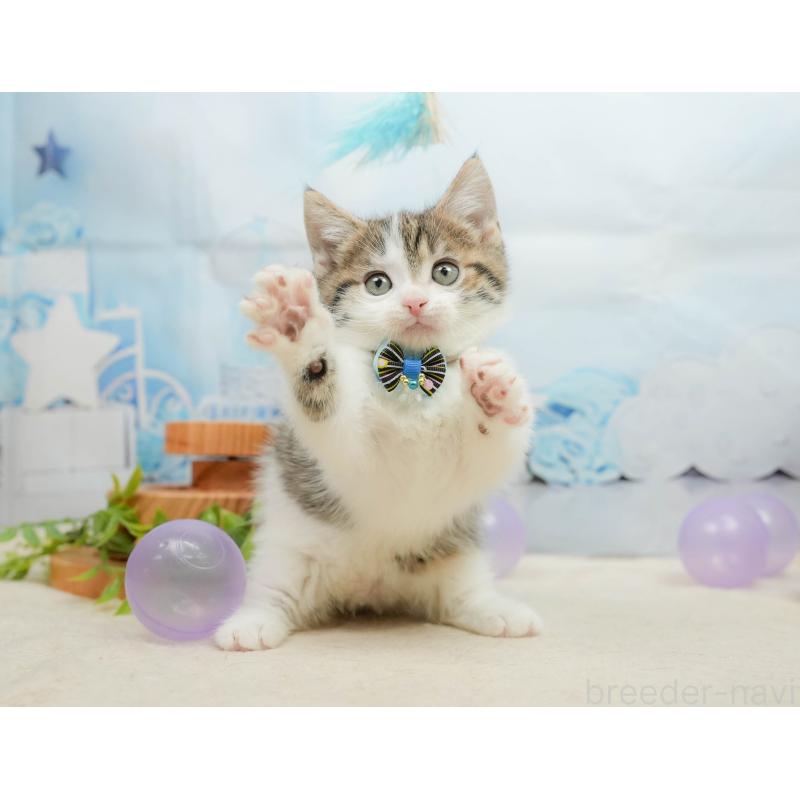 販売中の千葉県のマンチカン-139441の7枚目