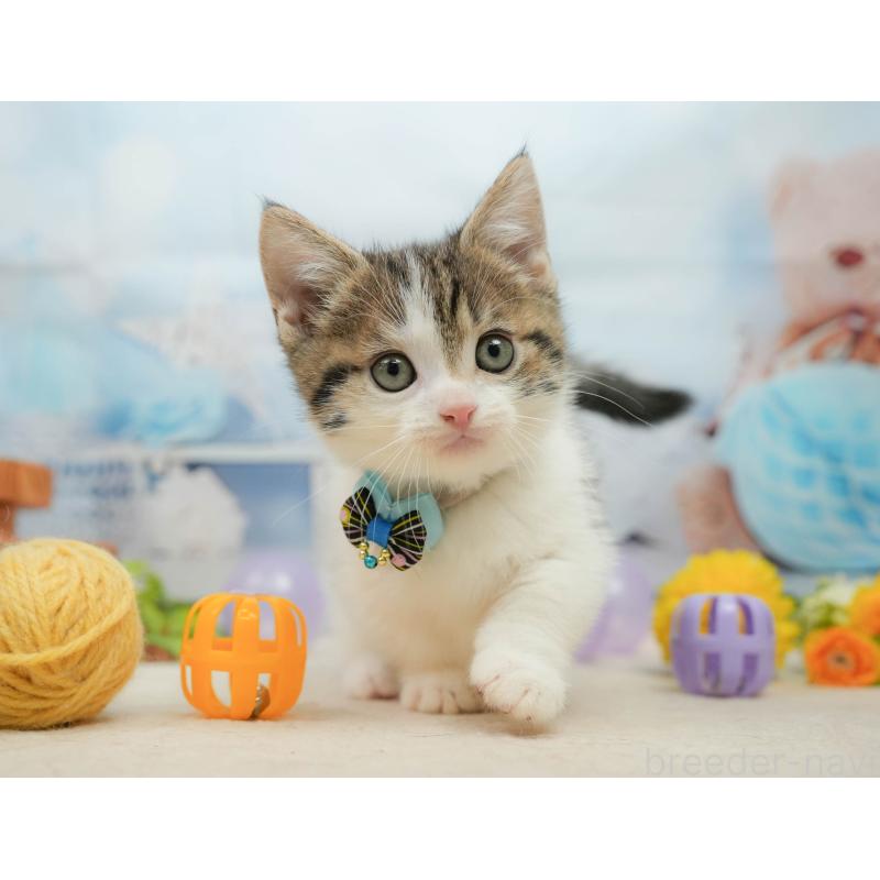 販売中の千葉県のマンチカン-139441の6枚目