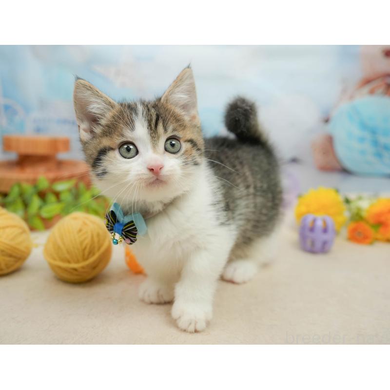 販売中の千葉県のマンチカン-139441の5枚目