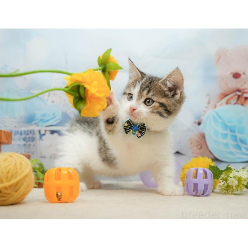 販売中の千葉県のマンチカン-139441の4枚目