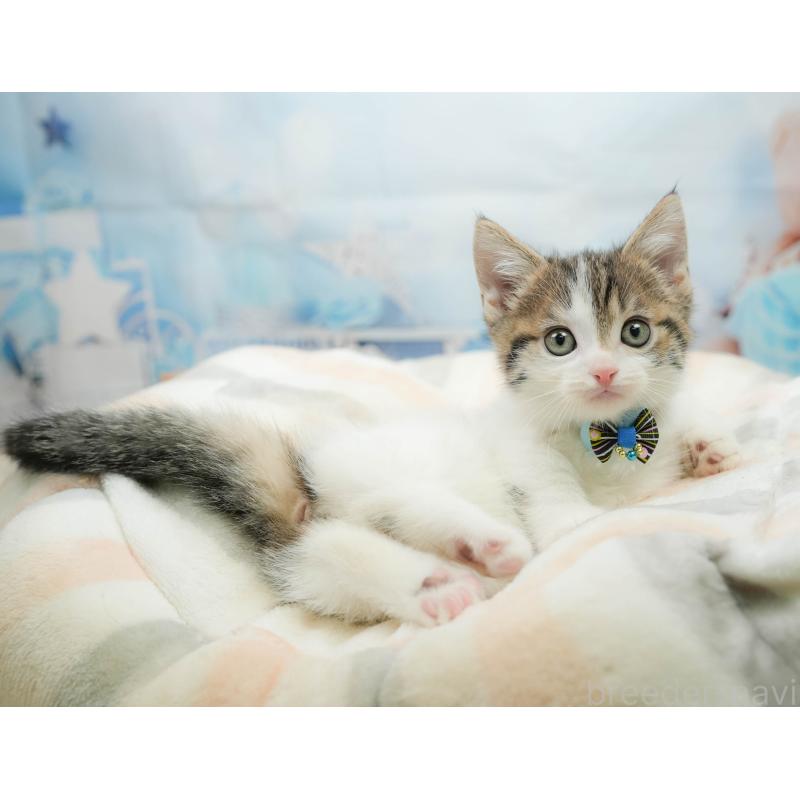 販売中の千葉県のマンチカン-139441の3枚目