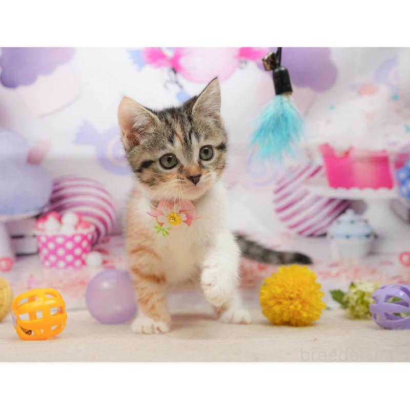 販売中の千葉県のマンチカン-139437の10枚目