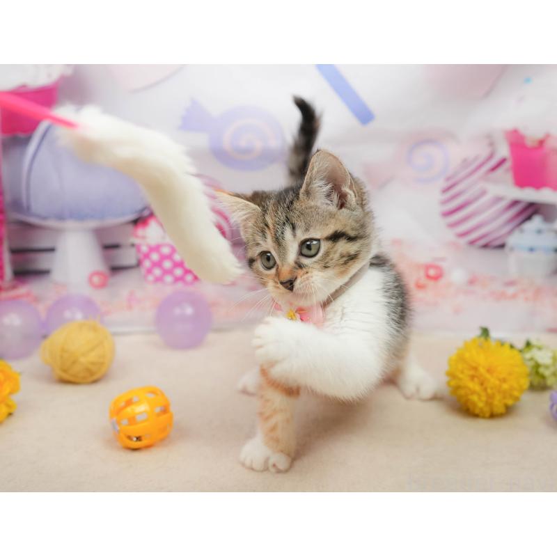 販売中の千葉県のマンチカン-139437の9枚目