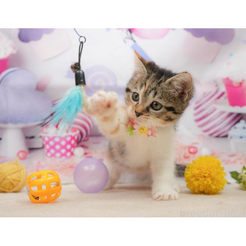 販売中の千葉県のマンチカン-139437の8枚目