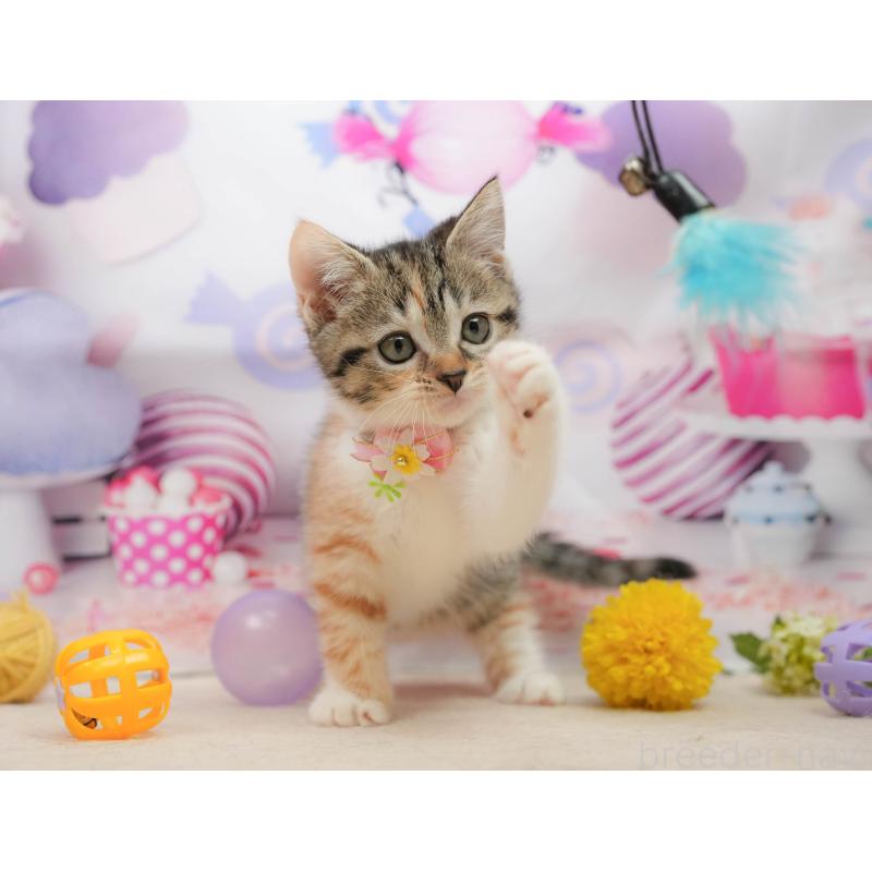 販売中の千葉県のマンチカン-139437の7枚目