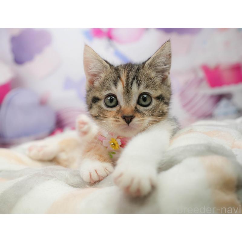 販売中の千葉県のマンチカン-139437の6枚目