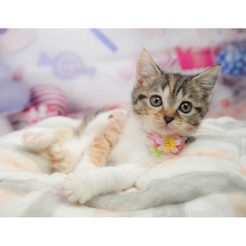 販売中の千葉県のマンチカン-139437の5枚目