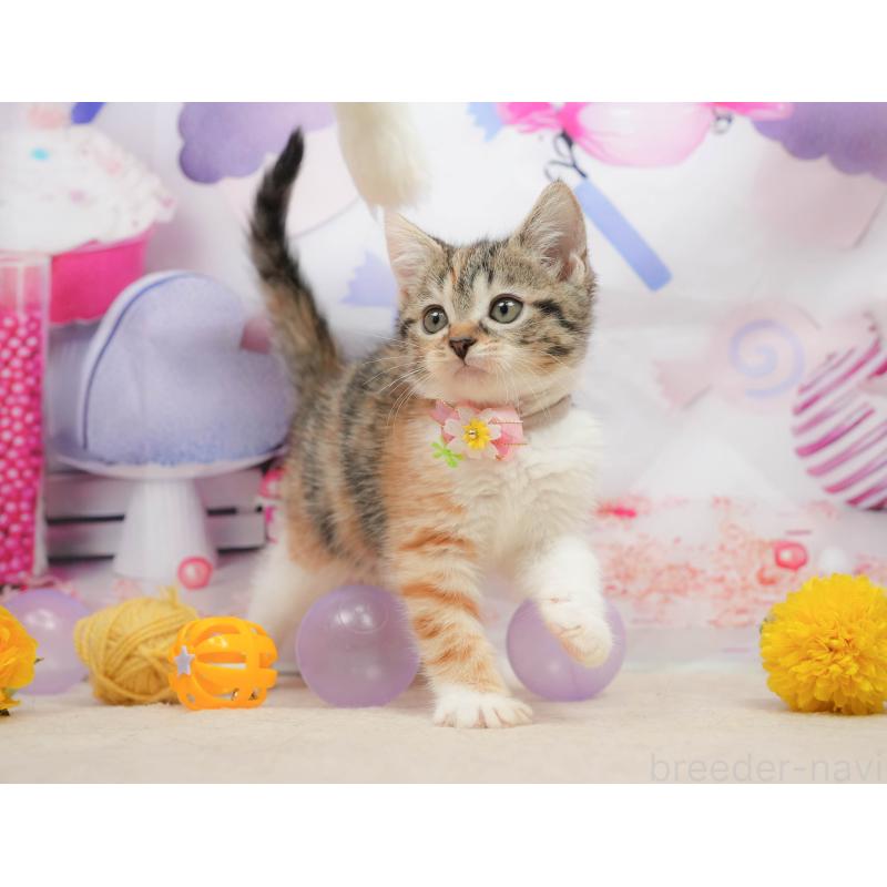 販売中の千葉県のマンチカン-139437の4枚目