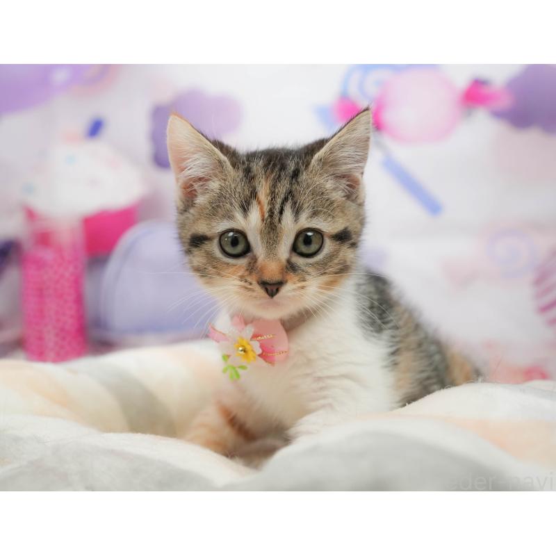 販売中の千葉県のマンチカン-139437の3枚目