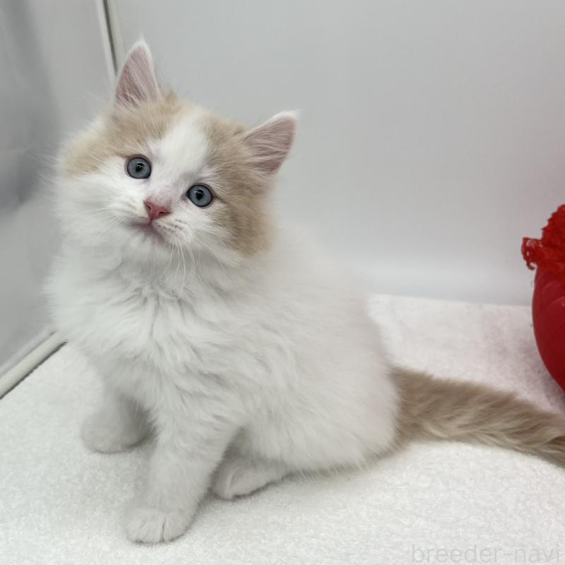 販売中の愛知県のラガマフィン-139410の5枚目