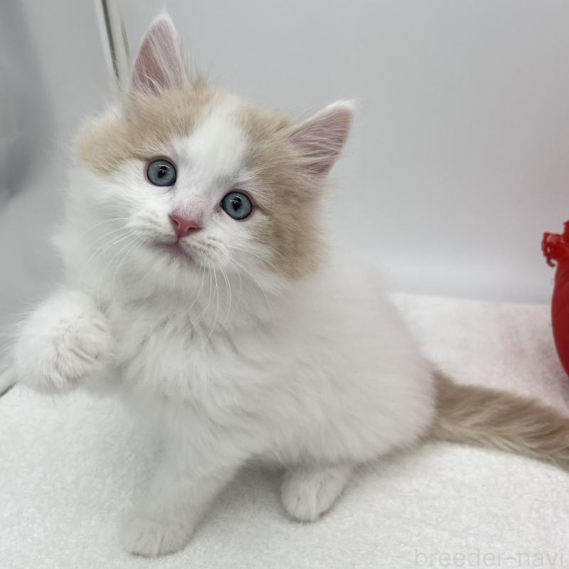 販売中の愛知県のラガマフィン-139410の1枚目