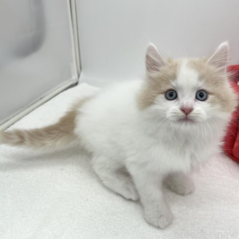 販売中の愛知県のラガマフィン-139410の3枚目