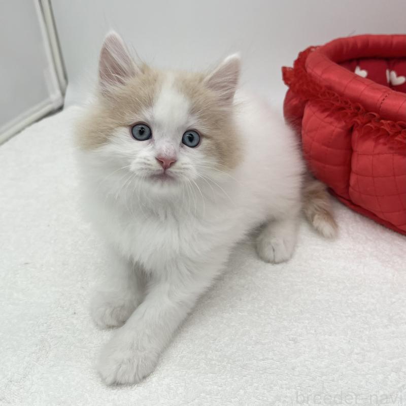 販売中の愛知県のラガマフィン-139410の2枚目