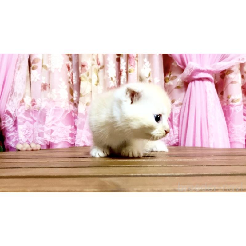 販売中の北海道のマンチカン-139412の4枚目