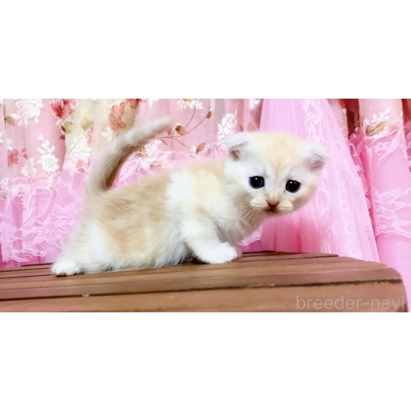 販売中の北海道のマンチカン-139412の3枚目