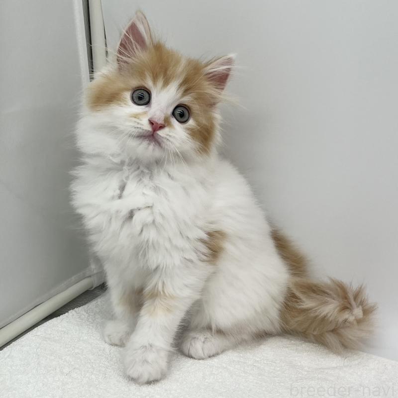 販売中の愛知県のラガマフィン-139411の5枚目