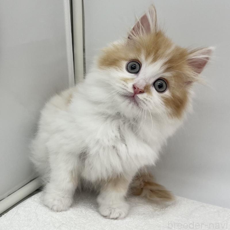 販売中の愛知県のラガマフィン-139411の4枚目