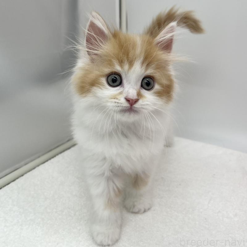 販売中の愛知県のラガマフィン-139411の3枚目