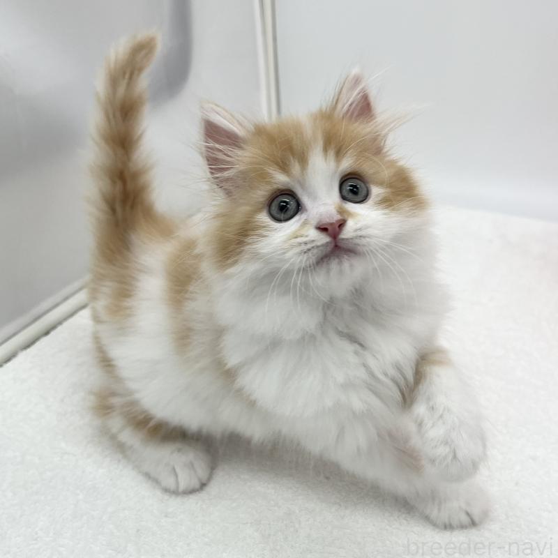 販売中の愛知県のラガマフィン-139411