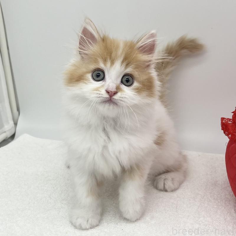 販売中の愛知県のラガマフィン-139411の2枚目