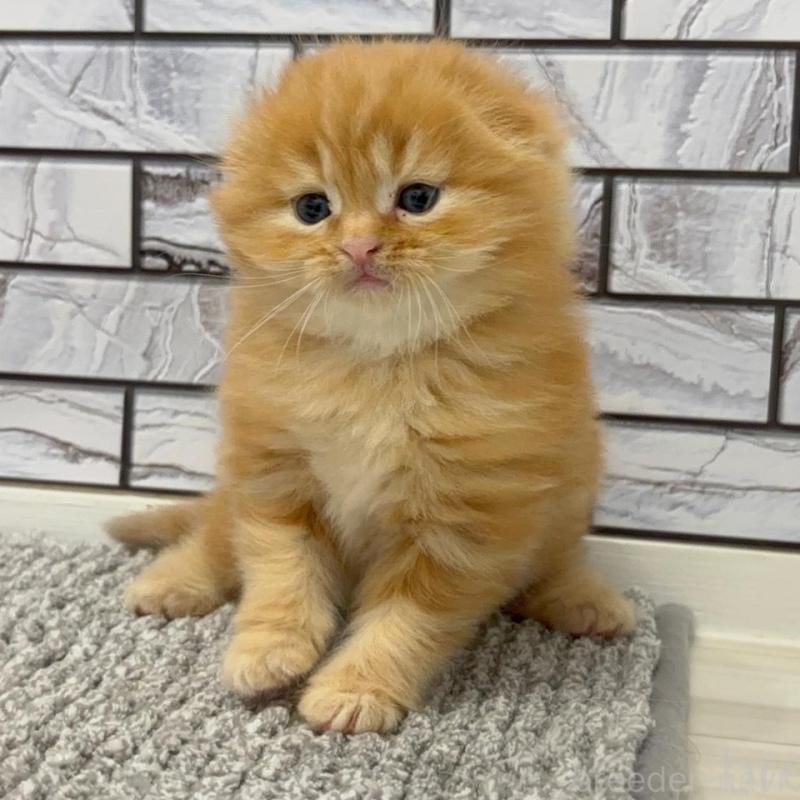 販売中の福岡県のマンチカン-139413の6枚目