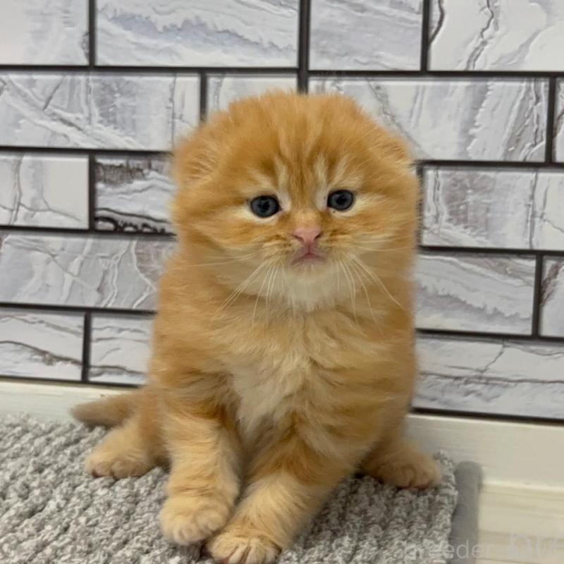 販売中の福岡県のマンチカン-139413の5枚目