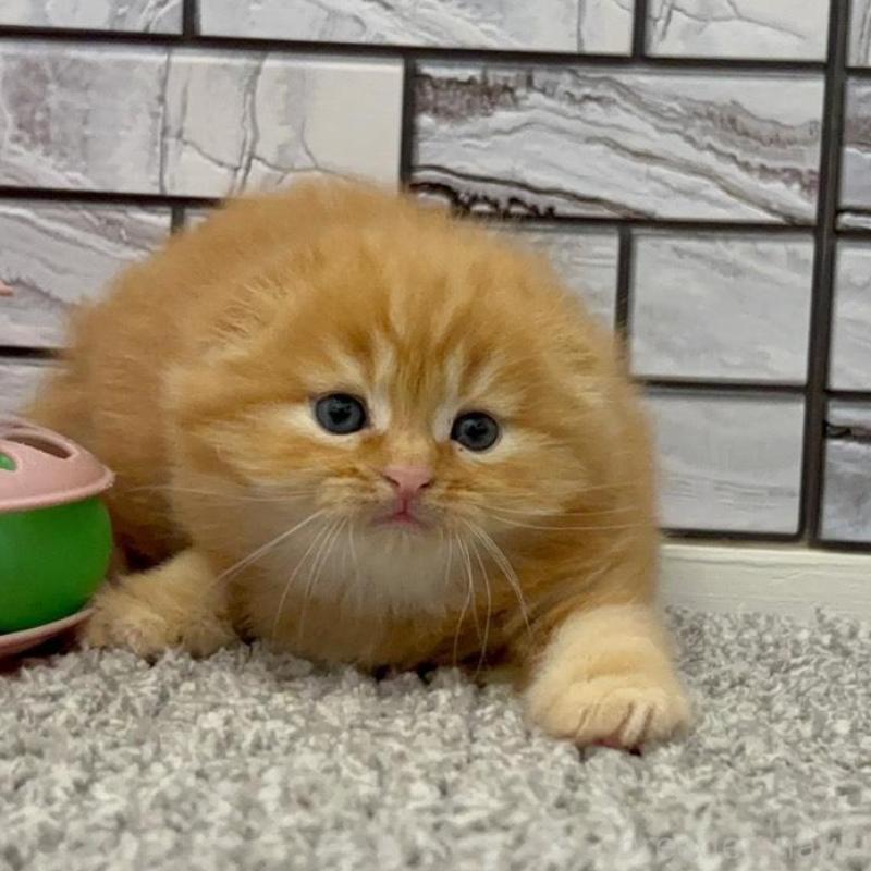 販売中の福岡県のマンチカン-139413の4枚目