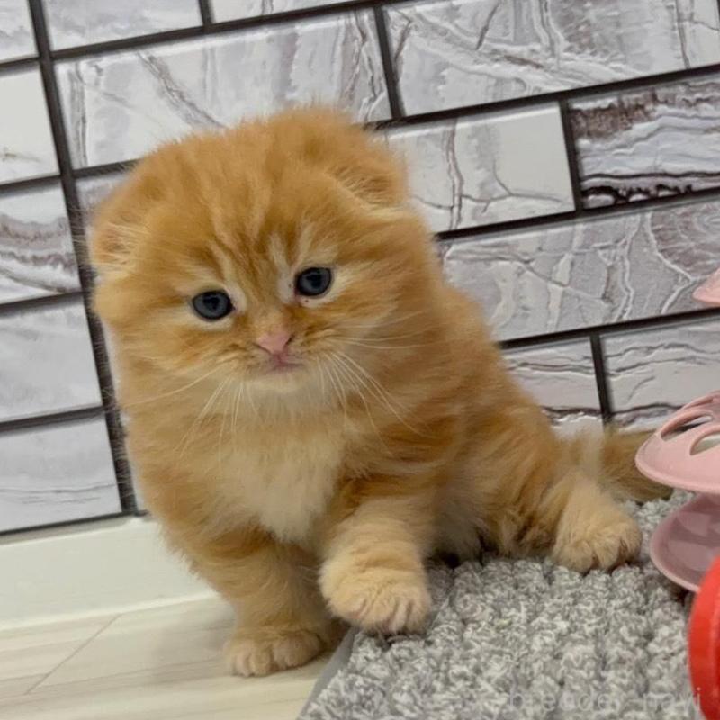 販売中の福岡県のマンチカン-139413の3枚目