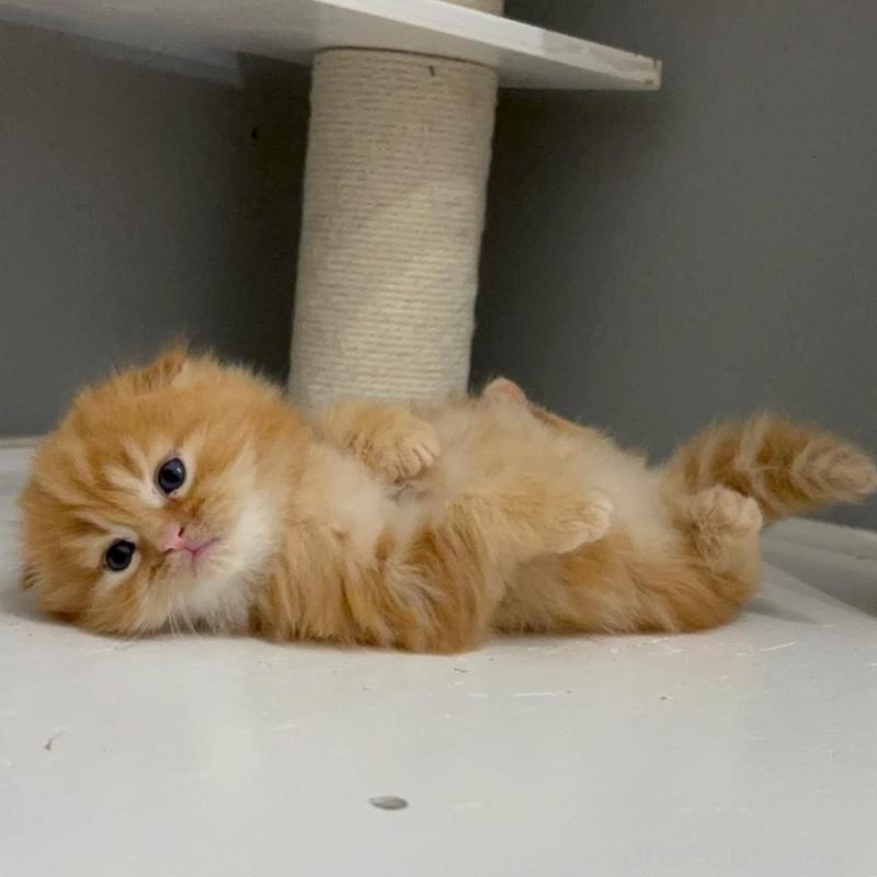 販売中の福岡県のマンチカン-139413の2枚目