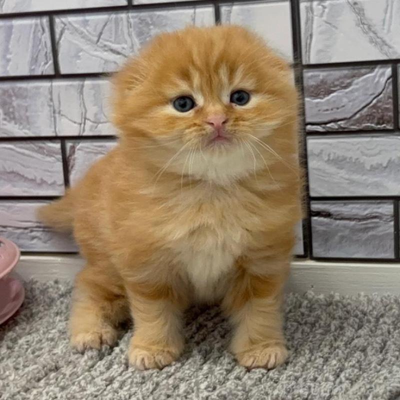 販売中の福岡県のマンチカン-139413の1枚目